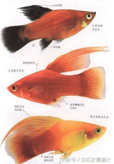 紅劍尾魚|紅箭魚:形態特徵,生活習性,生長繁殖,飼養,膚霉病,歷史演進,飼養方。